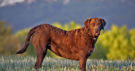 체서피크 베이 리트리버