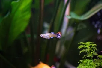 구피 키우기와 건강하게 번식시키는 팁_21