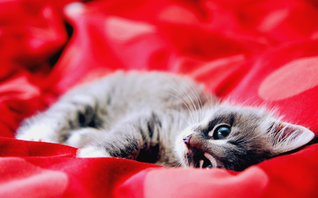 고양이