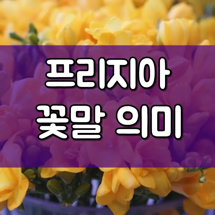 프리지아 수선화 꽃말 꽃다발 선물 의미_1