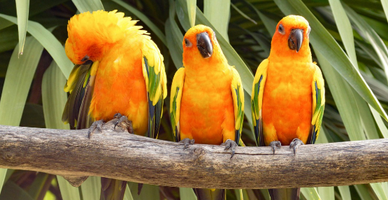 반려동물인 코뉴어 이미지