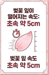 벚꽃상식