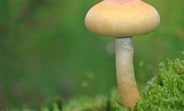 꽃송이버섯 효능 먹는방법 가격