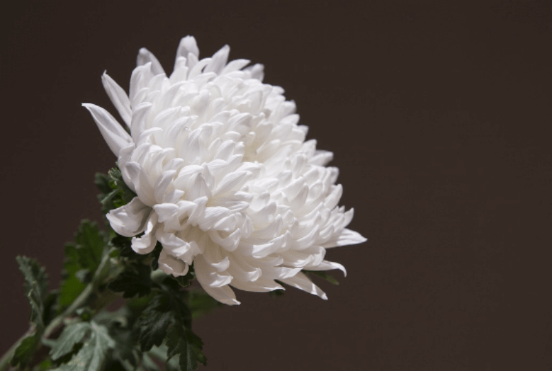 하얀색 국화꽃 한 송이 사진