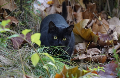검은고양이