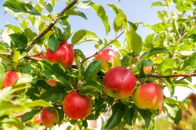 사과-효능-부작용-영양정보