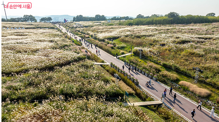 서울억새축제 2025 가이드