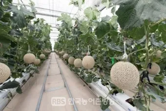 멜론 재배 수정 관리 당도 올리기 비가림 요령_30