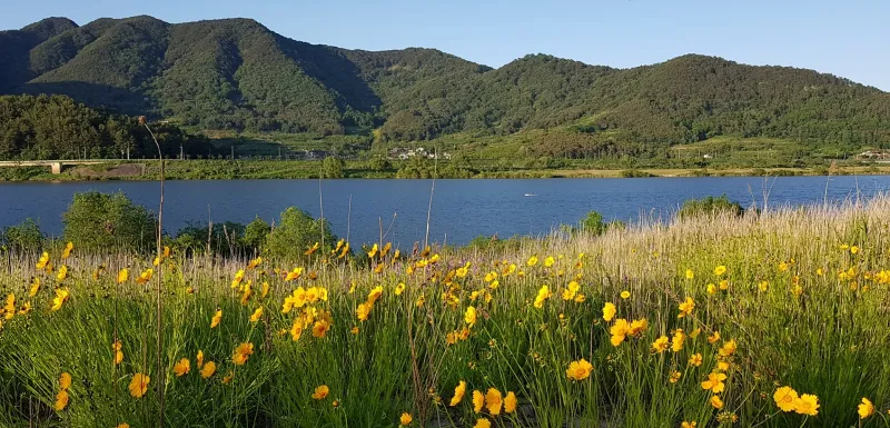 창원 비음산 금계국