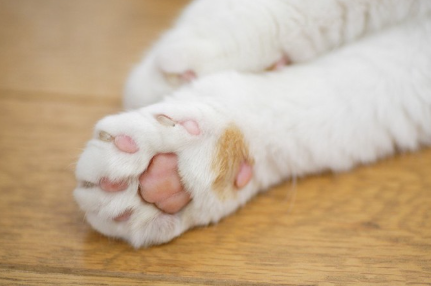 고양이 발바닥