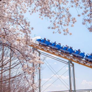 봄-벚꽃 축제-일정-대구 경남