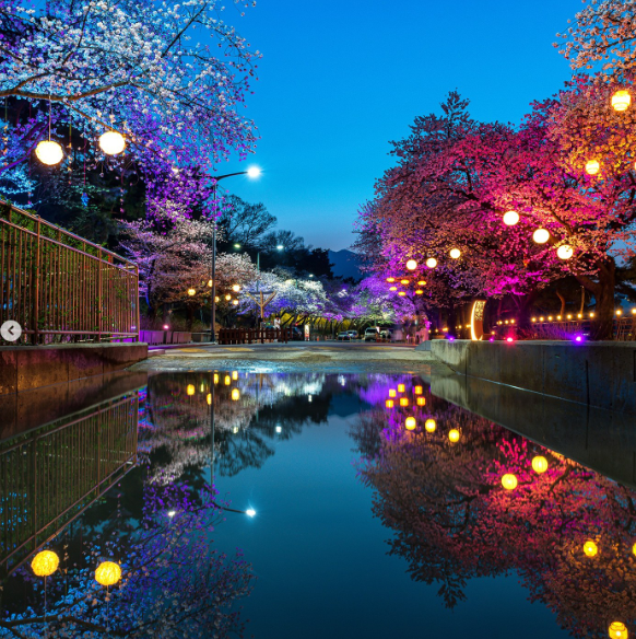렛츠런파크 서울 벚꽃축제 벚꽃야경