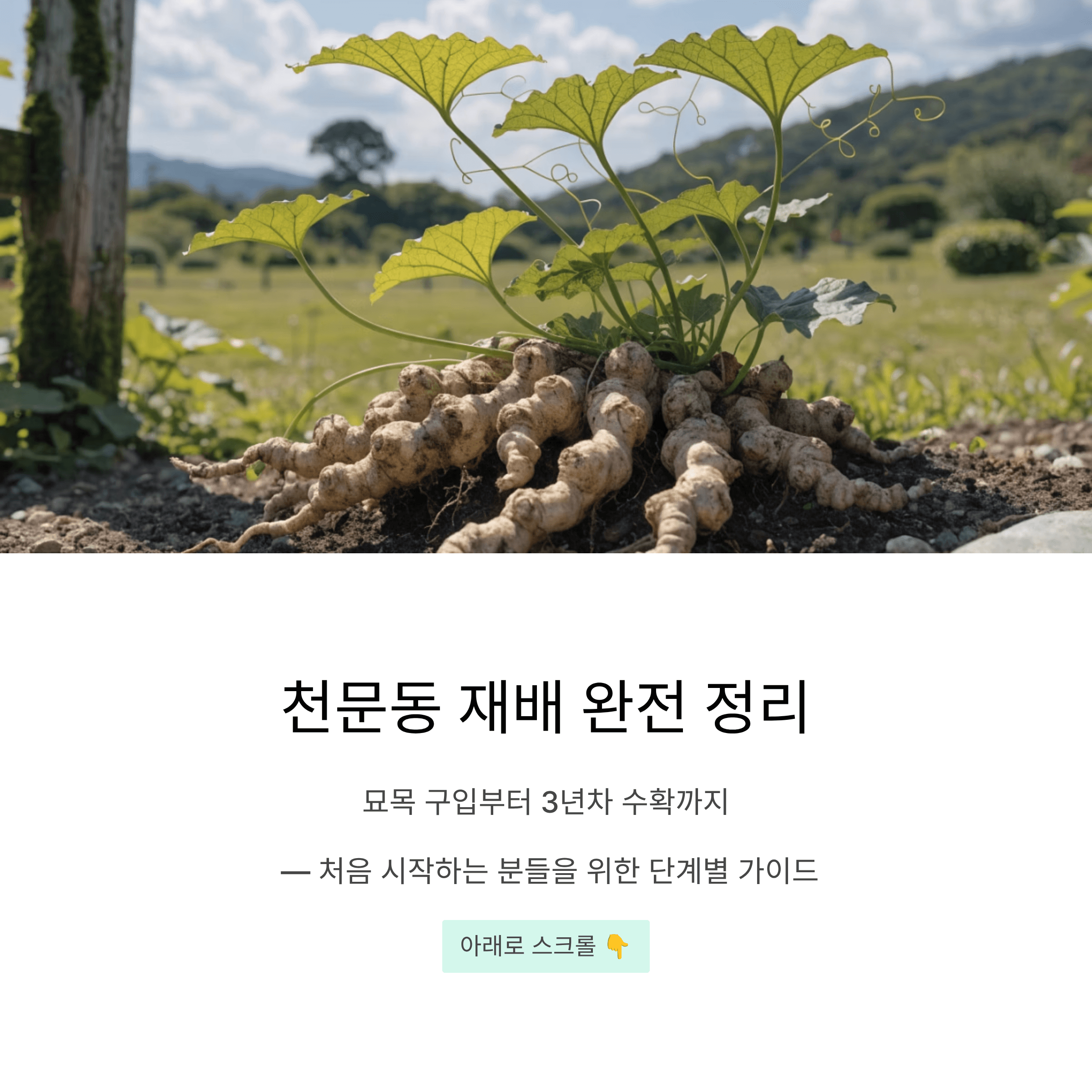 천문동 재배 처음 시작하는 분들을 위한 묘목 구입부터 수확까지 단계별 가이드