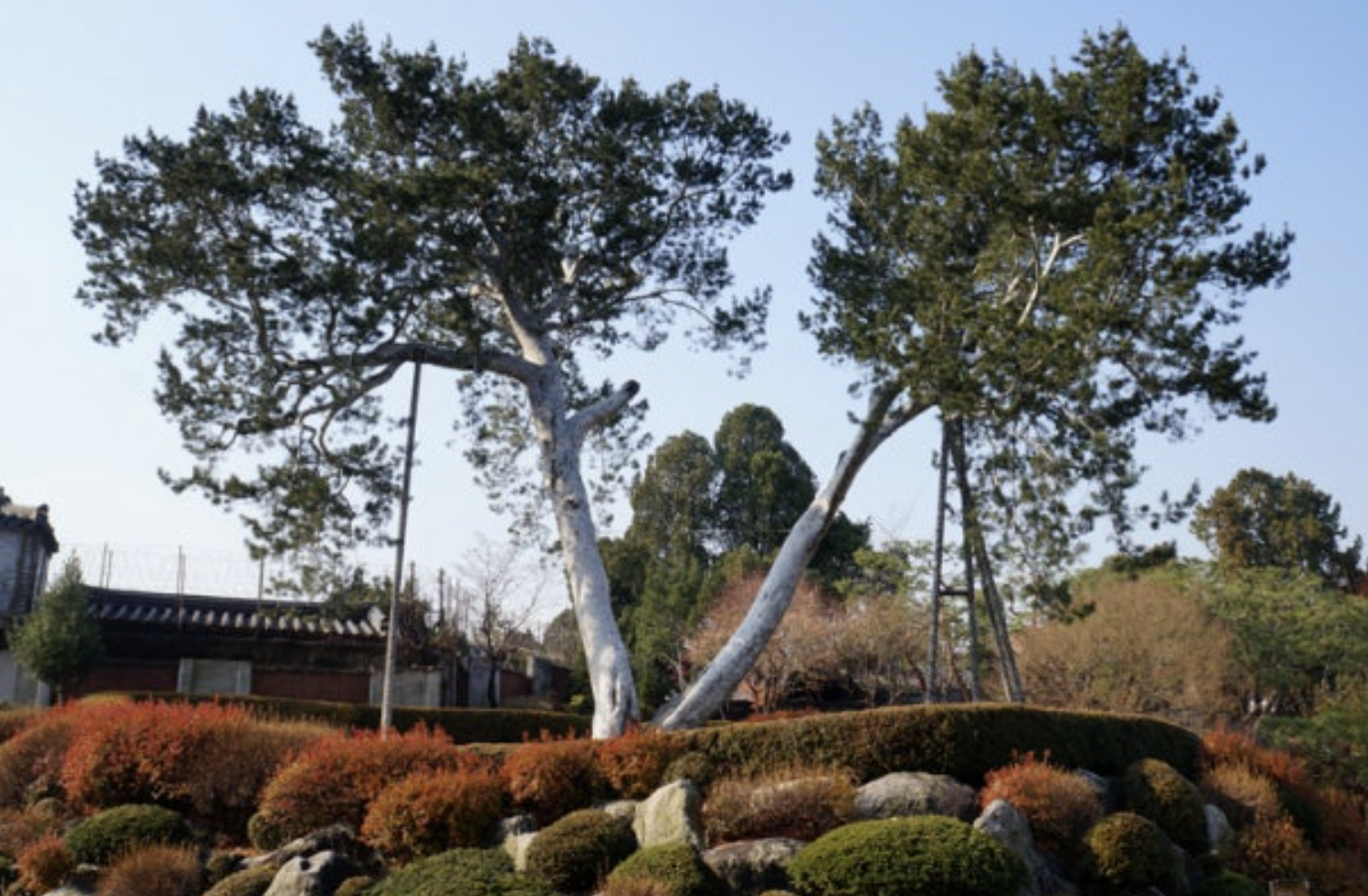 서울 재동 백송