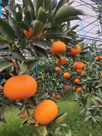 천혜향 재배 가지치기 봉지 씌우기 저장 요령_8