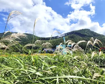 원주 용수골 가을꽃축제_22