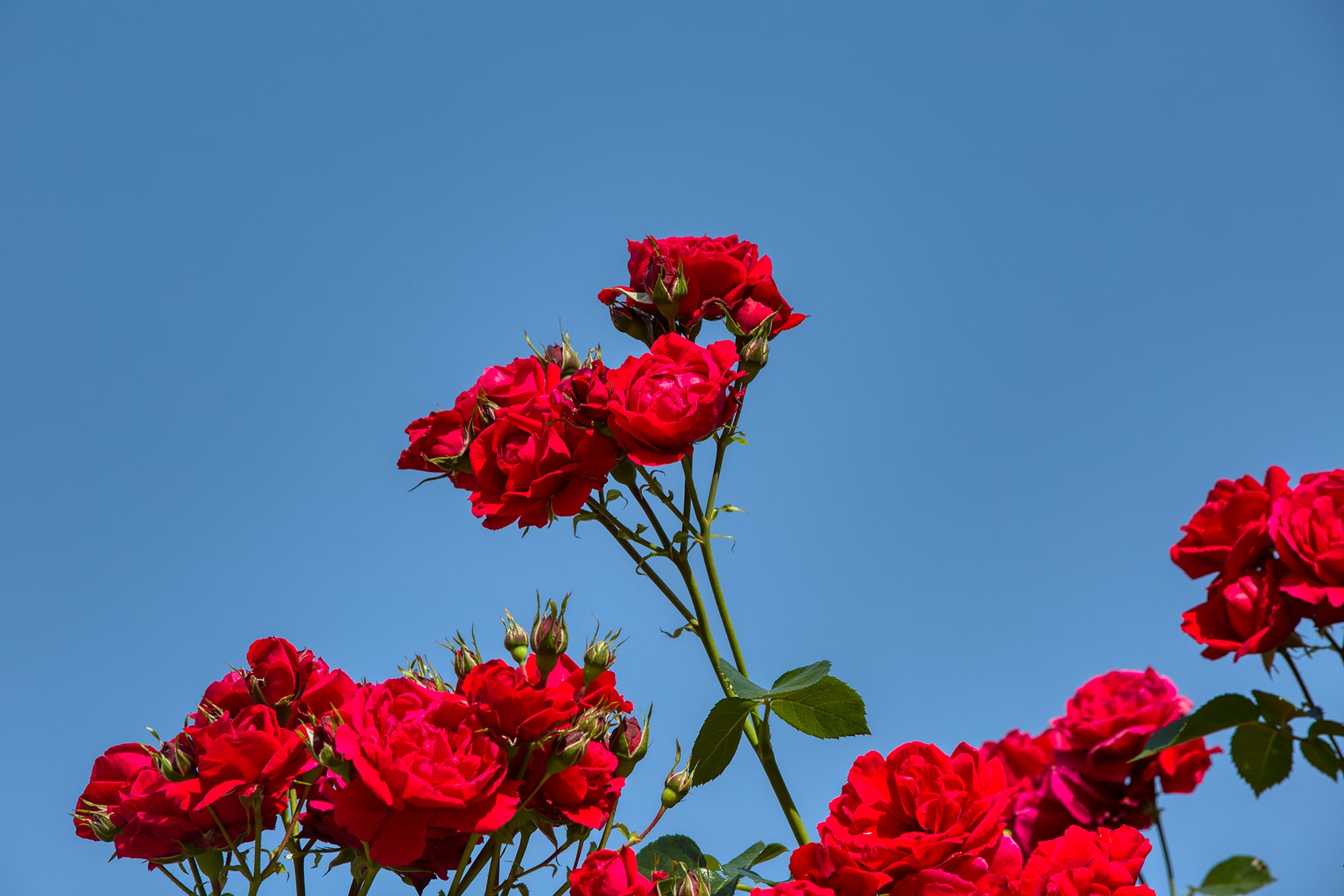 올림픽공원 장미축제 - 19