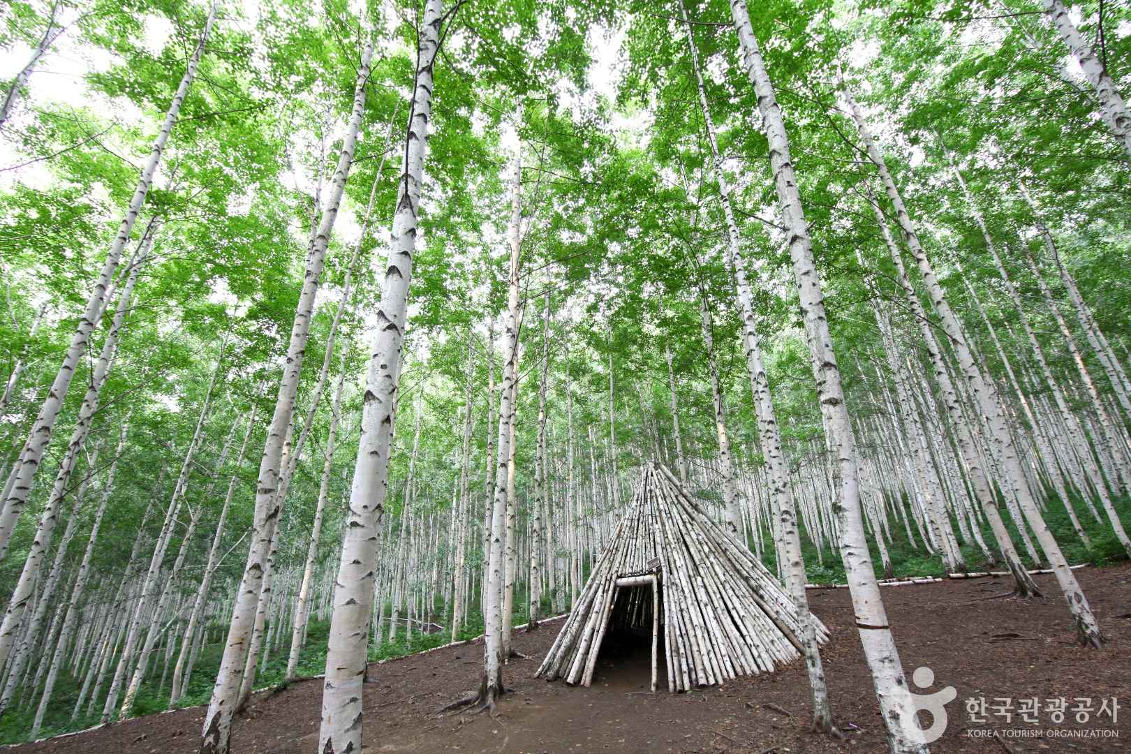 속삭이는 자작나무 숲