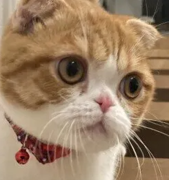 고양이 소변 검사 - 집에서 채뇨하는 요령