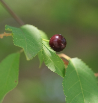 귀룽나무 열매1