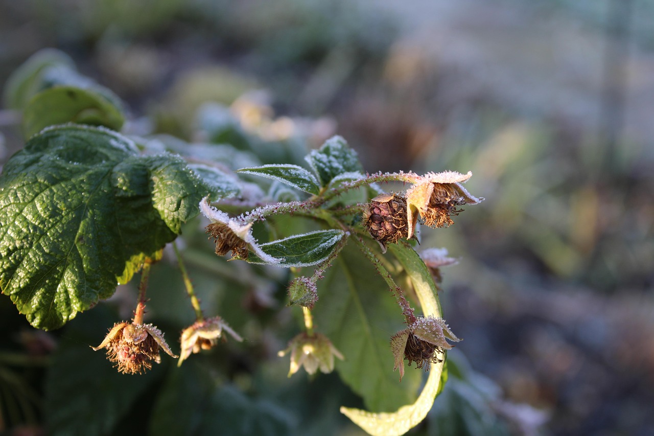 황칠나무의 효능과 부작용, 안전한 복용법