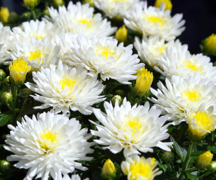 국화의 모든 것 – 종류, 꽃말, 관리법까지