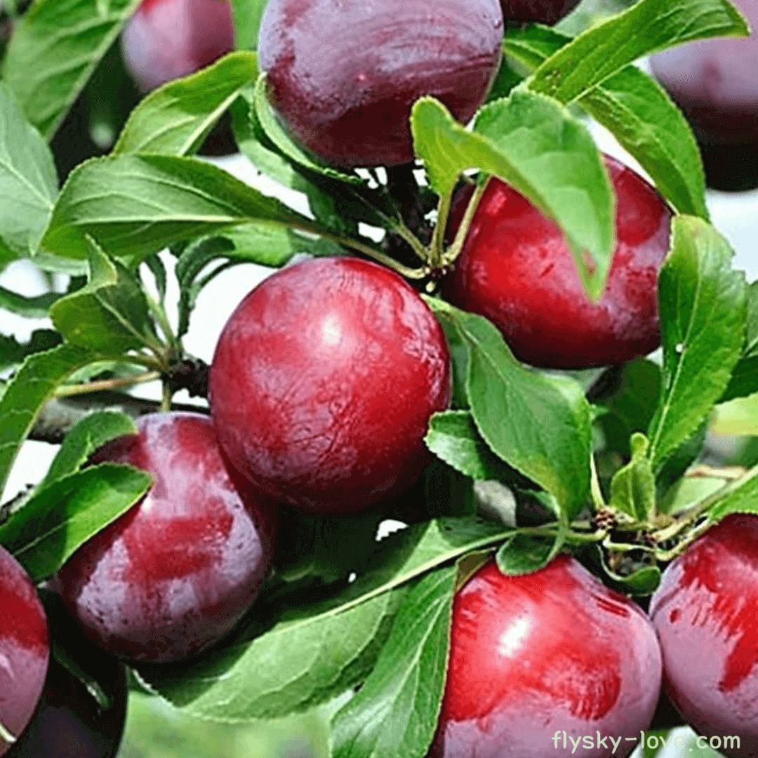 새콤달콤 알프스 왕자 자두