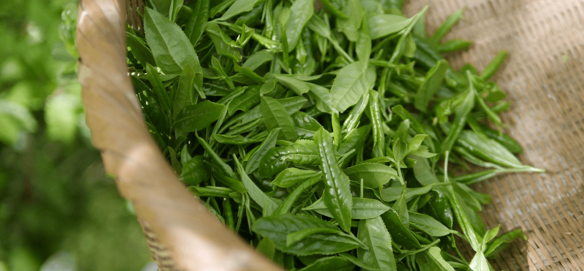 바구니에 담겨 있는 녹차잎