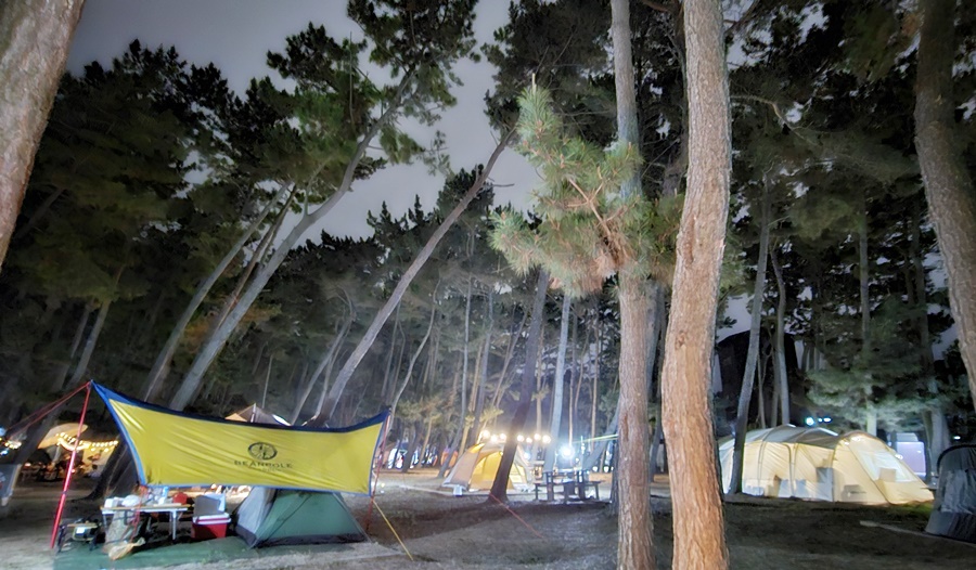 해송숲에서의 야경