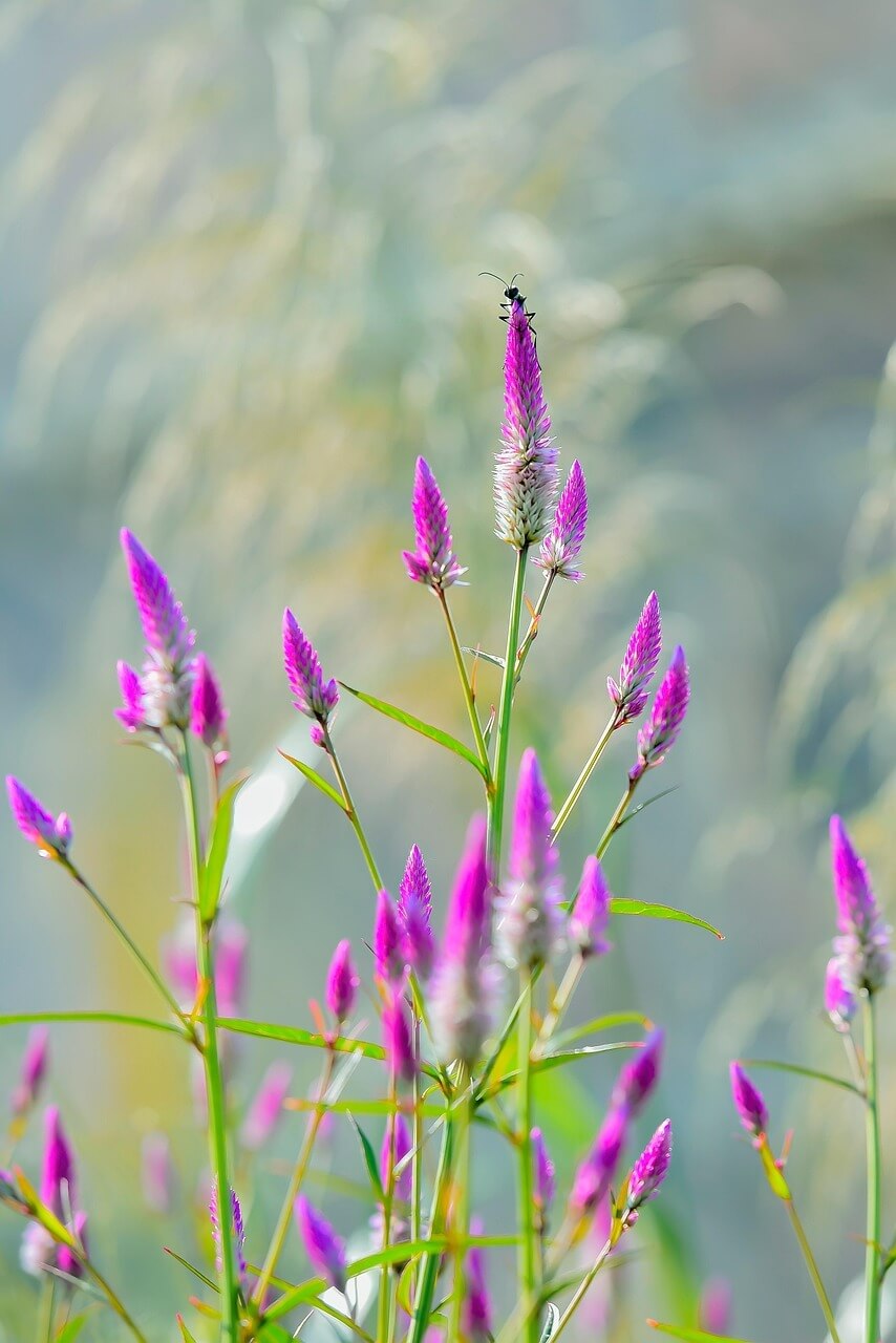 신안 섬 맨드라미 축제 일정