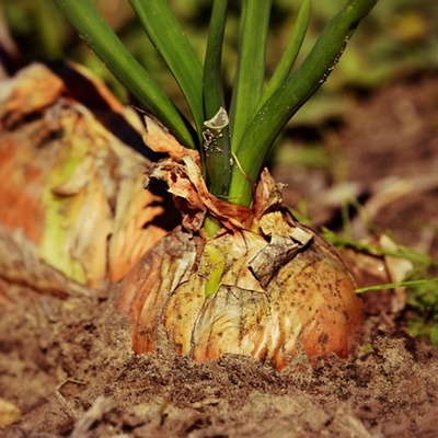 작물 성장과 비료 사용 주기의 상관관계: 영양 공급의 최적 타이밍