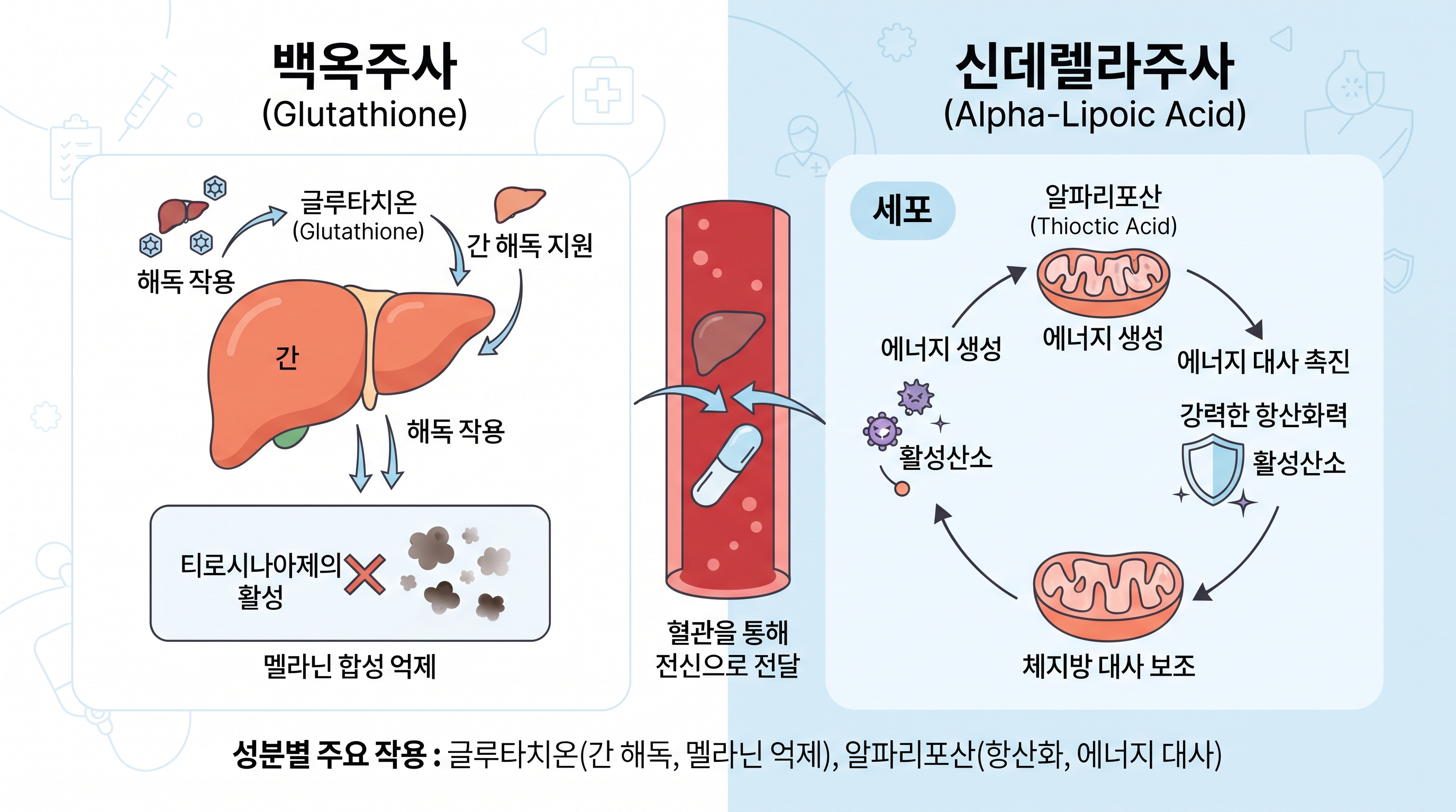 백옥주사(글루타치온)와 신데렐라주사(알파리포산)의 체내 작용 기전을 보여주는 인포그래픽. 간에서의 해독 작용과 멜라닌 억제, 미토콘드리아의 에너지 대사 촉진 과정을 단순 도식화하고 전신 전달 경로를 표시함.