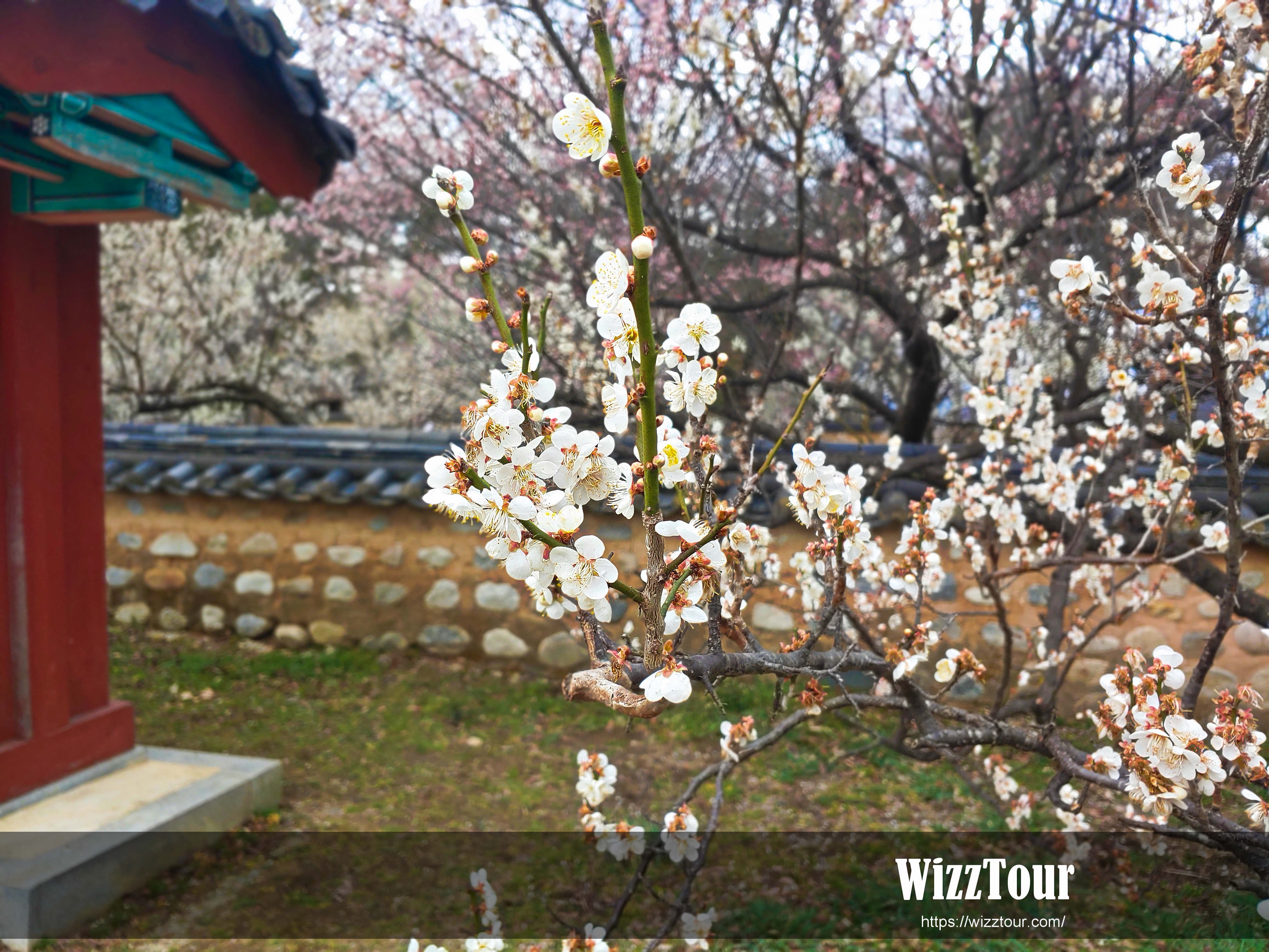 매화꽃이 아름다운 서원 풍경