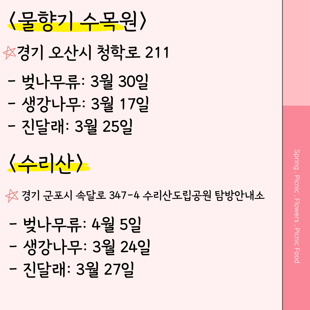 물향기수목원 벚꽃 개화시기 수리산 벚꽃 개화시기