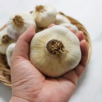 홍산마늘 효능 수확시기 재배법 주아 정리 정보_6