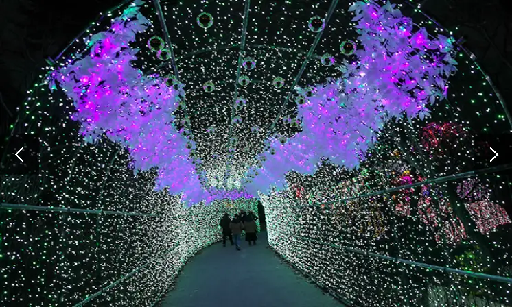 겨울 축제 가볼만한 곳 아침고요 수목원 오색별빛정원전