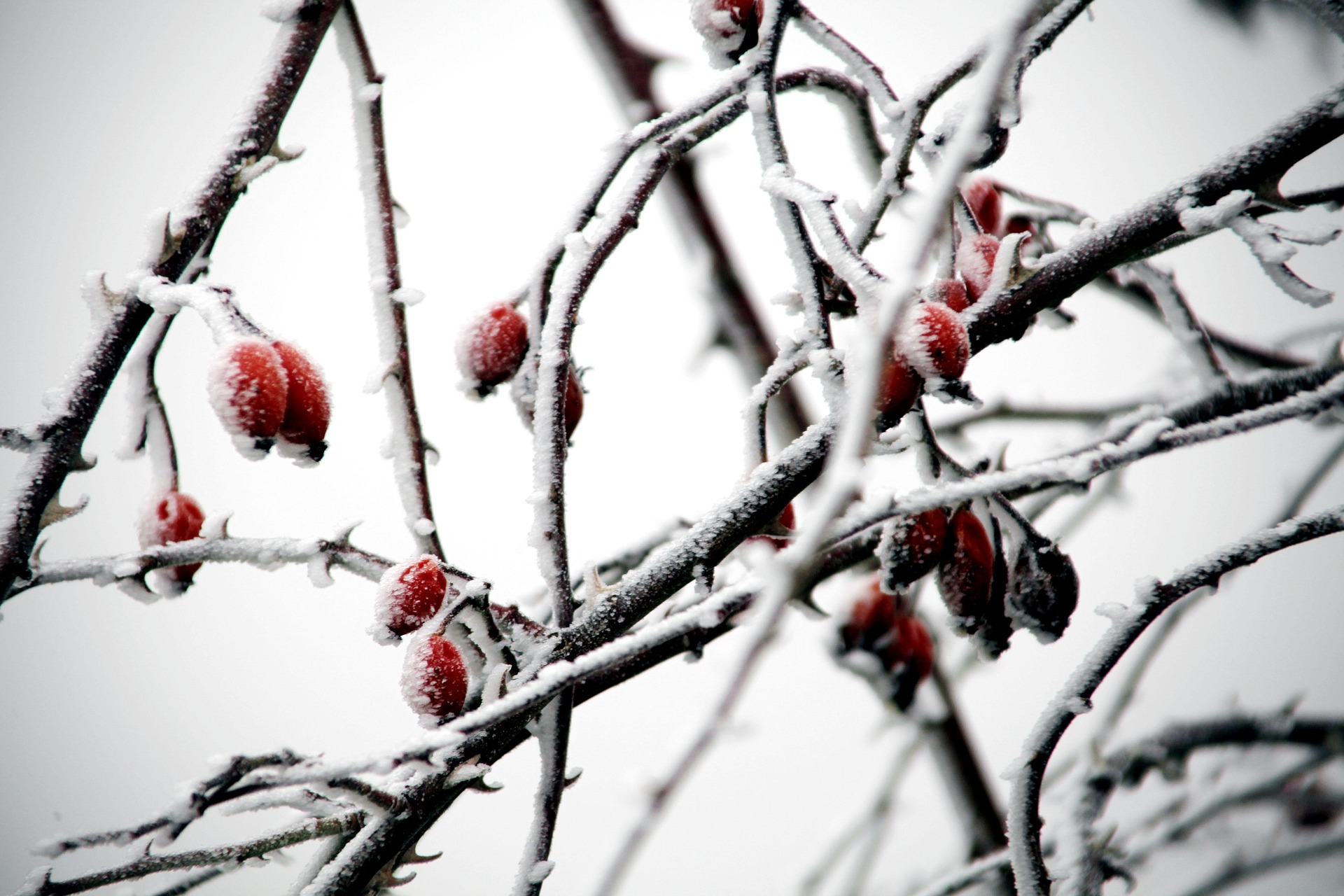 로즈힙오일 주요 효능 피부 톤 개선 및 생기 부여