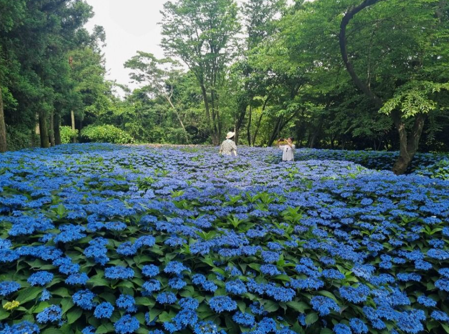 보롬왓 수국정원 축제 🌸