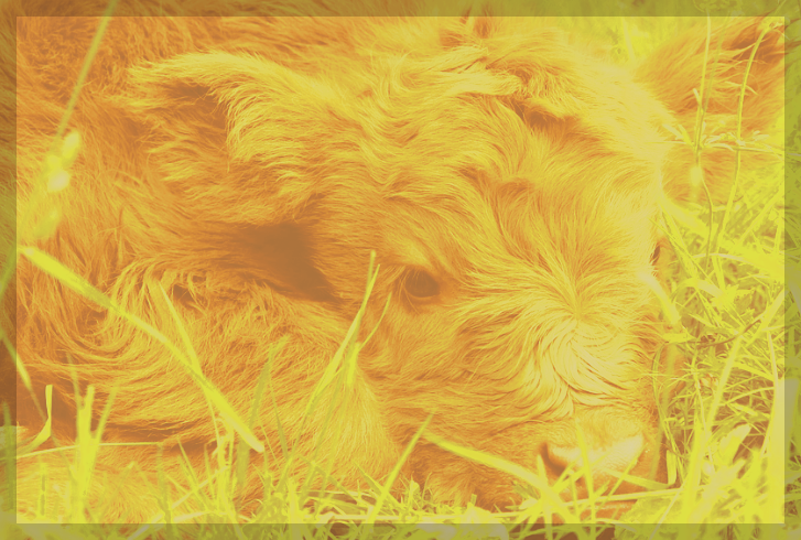 양띠 &amp; 소띠 집중 강력분