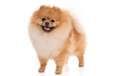 갈색털의 포메라니안