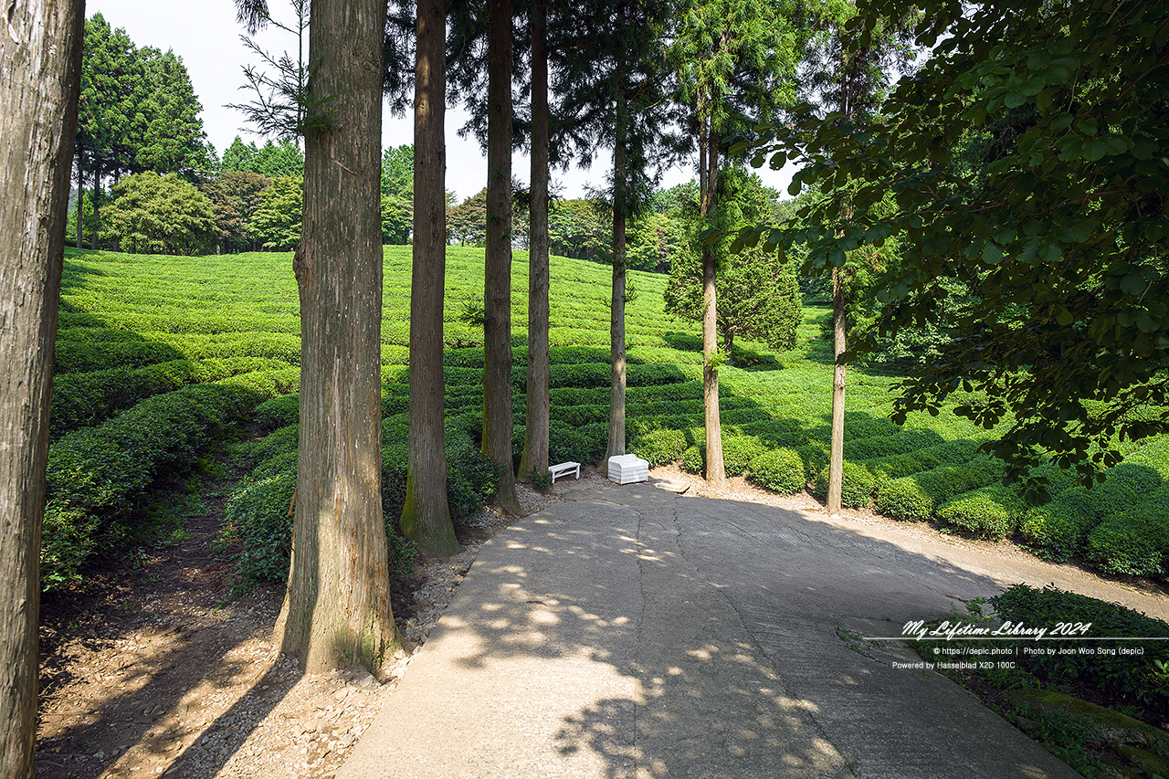 보성 대한다원 녹차