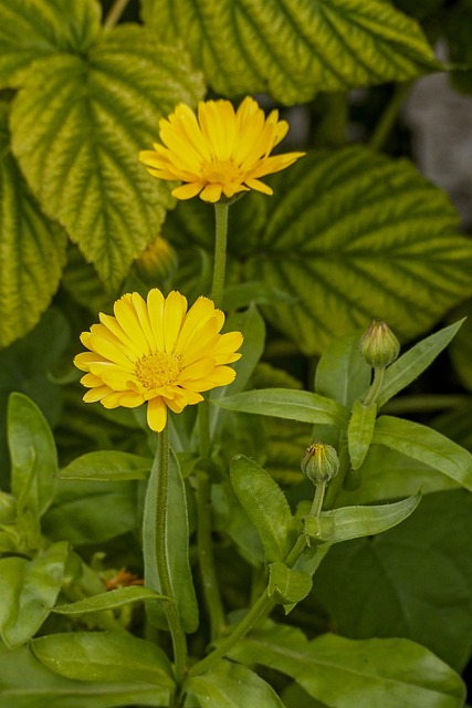 금잔화의 식용 활용법, 항염 효과, 화단 디자인