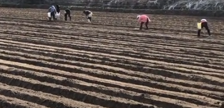 율무 파종시기와 거름 주는 방법 총정리 1 1
