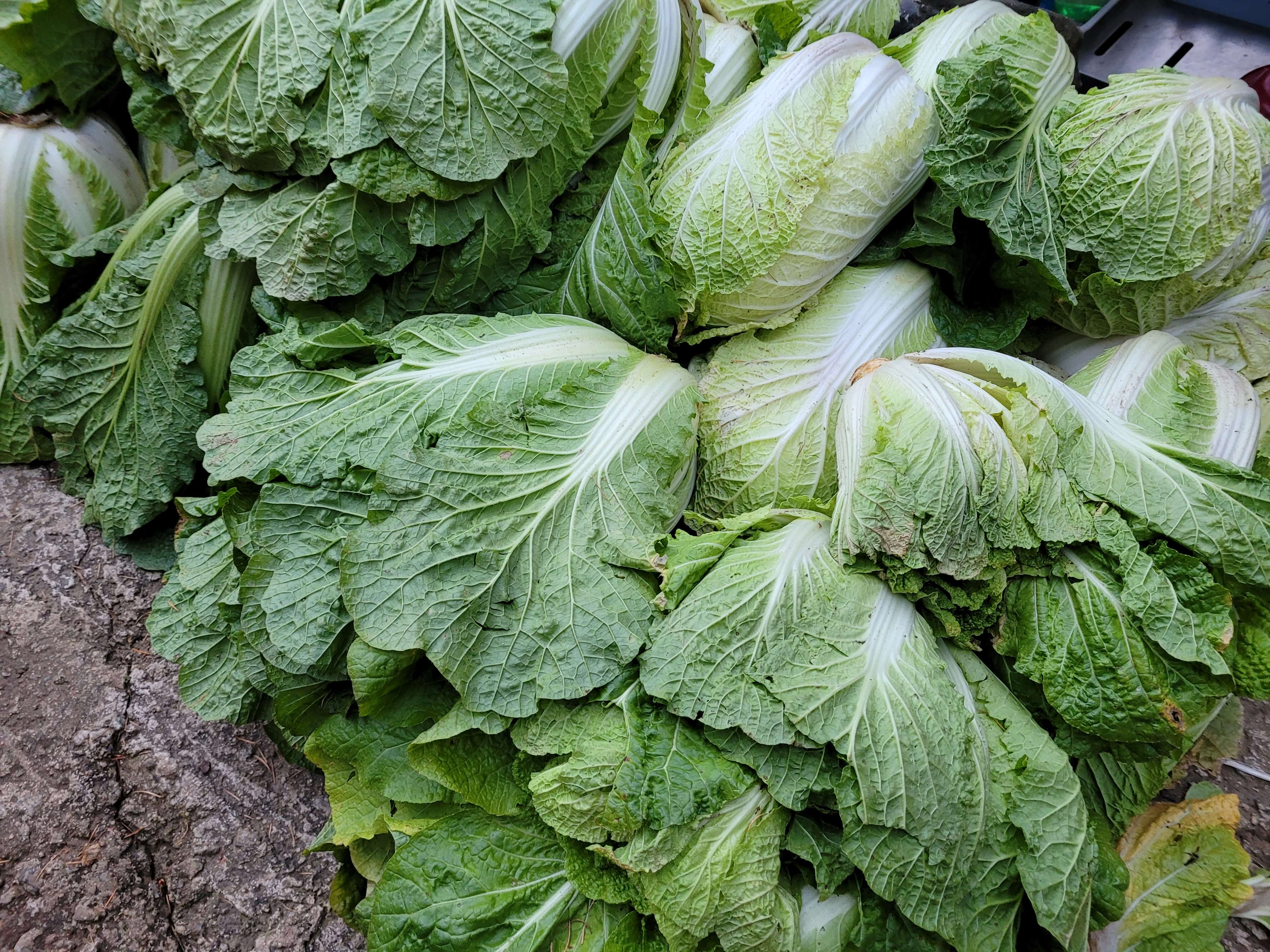 김수미&amp;#44; 갓김치 레시피