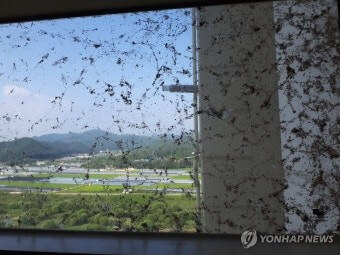 투숙객-객실에-거미떼가-온통-거미줄을-쳐놓아-흉측한-모습