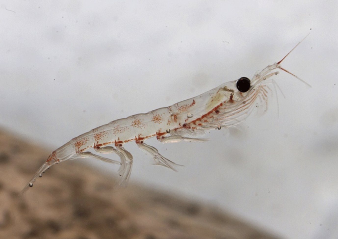 크릴 오일의 효능, 유래 및 복용시 장단점