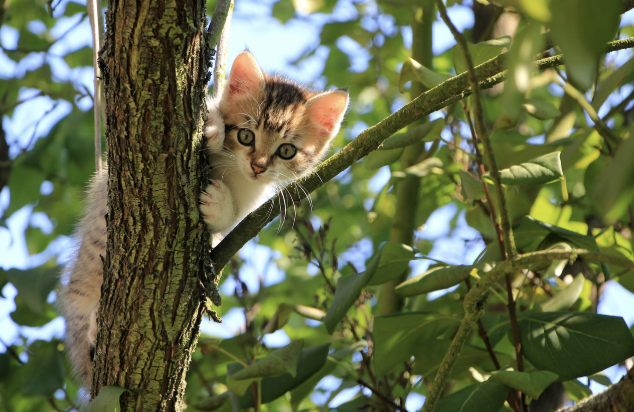 고양이 나이별 놀이법 추천