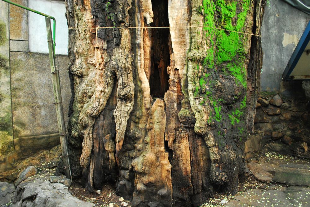 주례1동 주례시장 골목길 회화나무 당산목