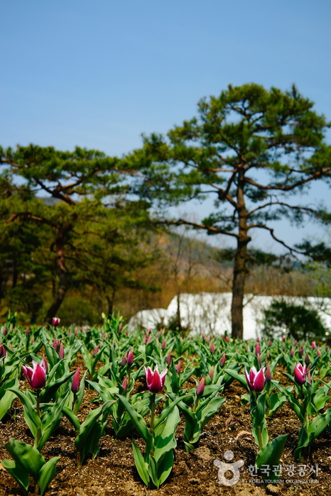 청양 가볼만한곳 베스트10