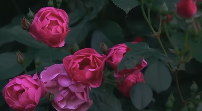 부천백만송이 장미원